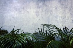 green plant beside white wall