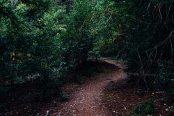 photograph of dirt pathway between plants